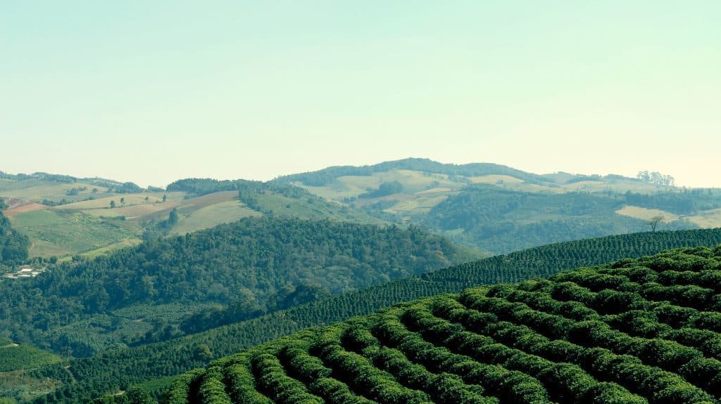 Kenya Dormans AA Plus