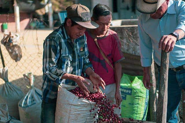 modern standard coffee