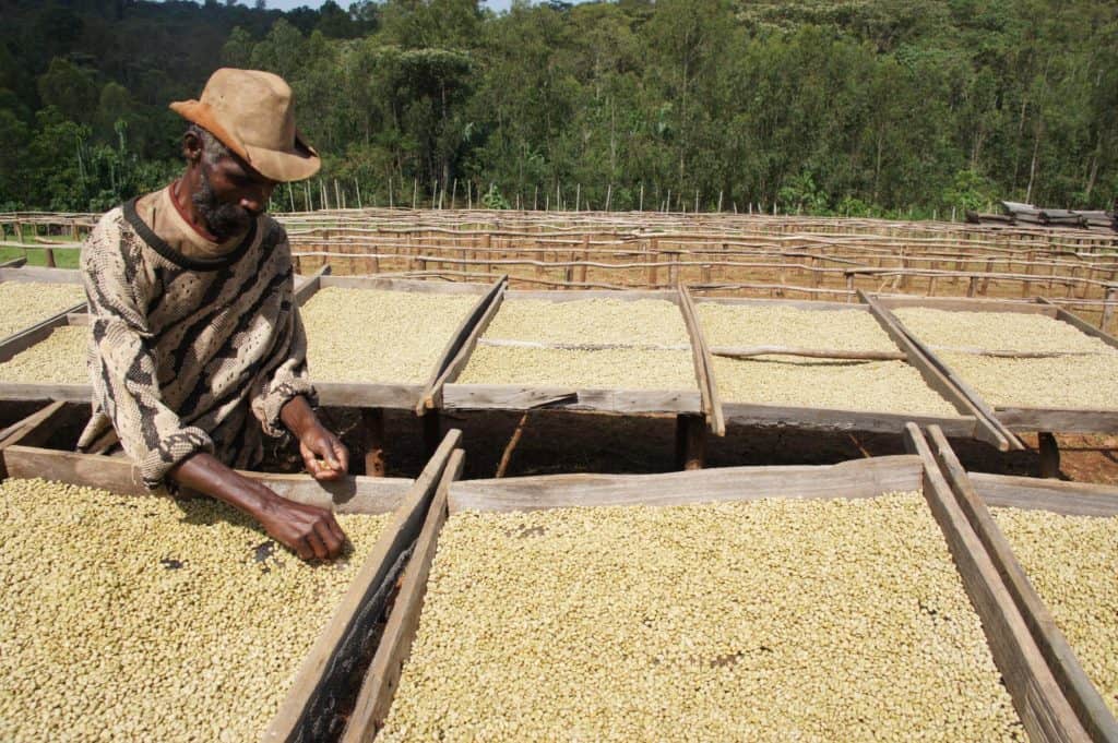 Hacienda-Las-Nubes-Mountain-View--726x400|b60e2d67210e80f1e1d506f54d5f42a1|Hacienda-Las-Nubes-Mountain-View-726x400|imagepfull|CO-Kenya-AA-Kamundu-Image-3-medium|Kinini-16|brazil-green-coffees