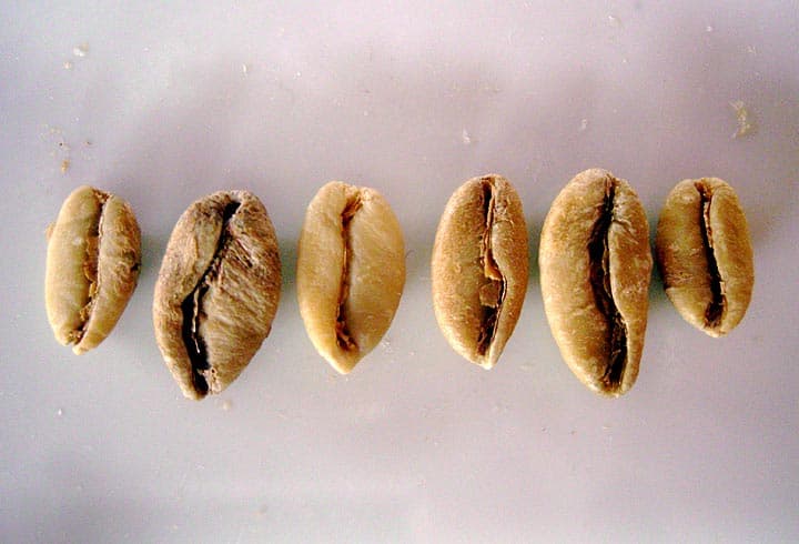 A Detailed Guide of the 4 Main Types of Coffee Beans