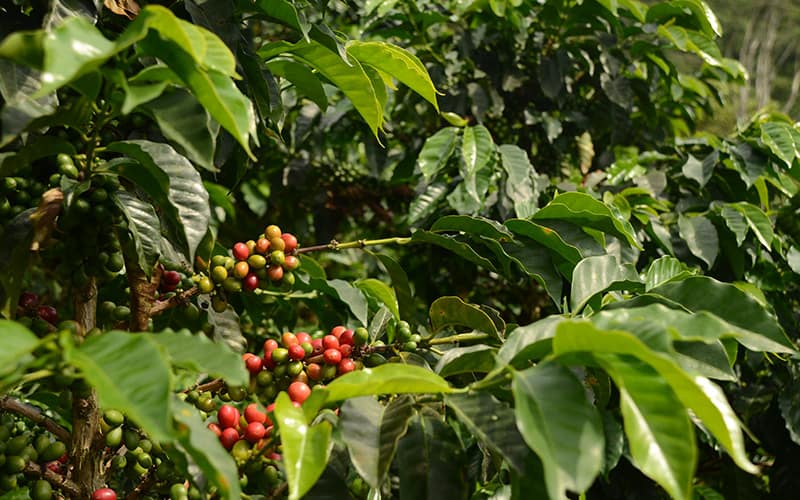 71-2|El Salvador el roble|A man picks coffee berries at the Nogales farm in Jinotega|El Salvador el roble