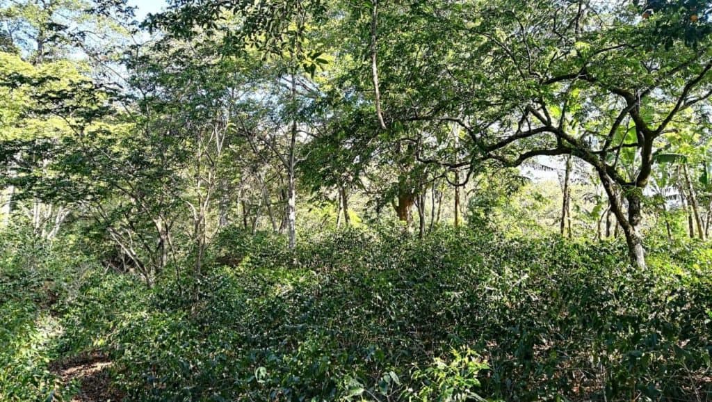 Honduras La Florencia