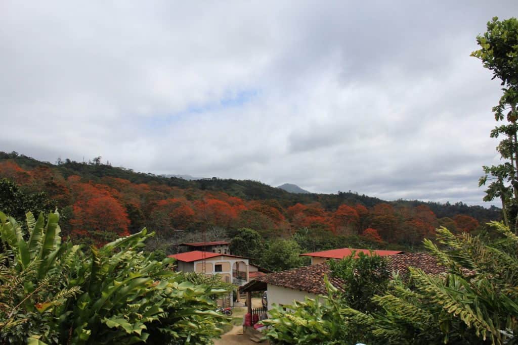 El Neto 2 Nicaraguan Coffee