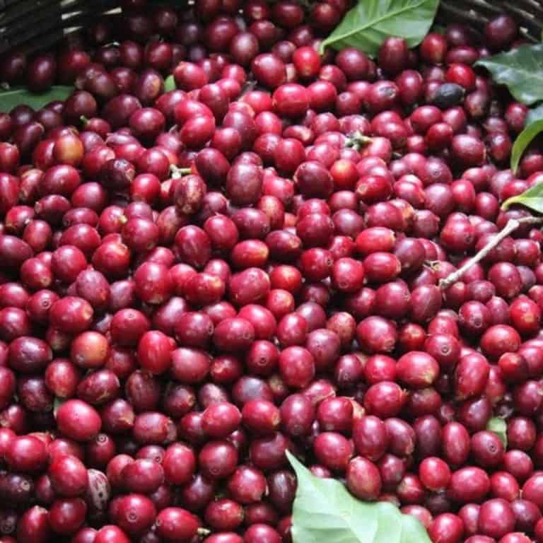 Bwishaza-1-featured|Bwishaza-2-768x576-1|PHOTO-2019-10-15-17-28-11_864x640|rsjmh52uxufo2i235cba364e48306|honduras_la_florencia-bodhi_leaf_coffee_traders_2000x-768x768-1