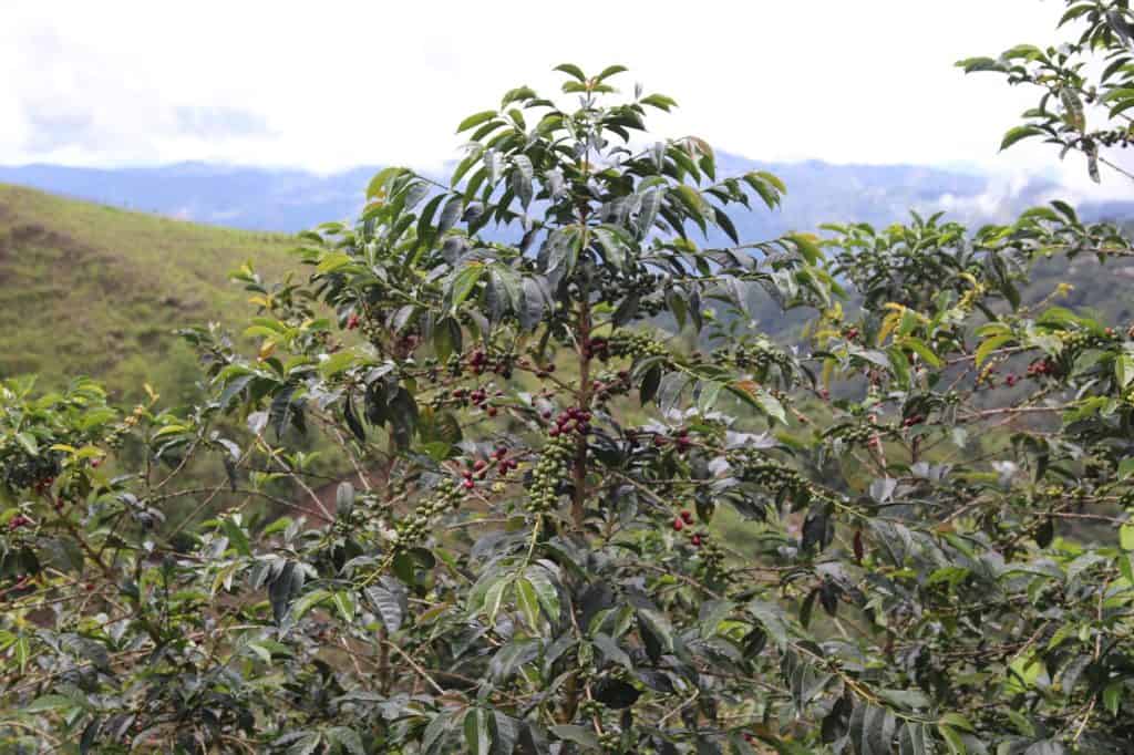 Gourmet Coffees for March