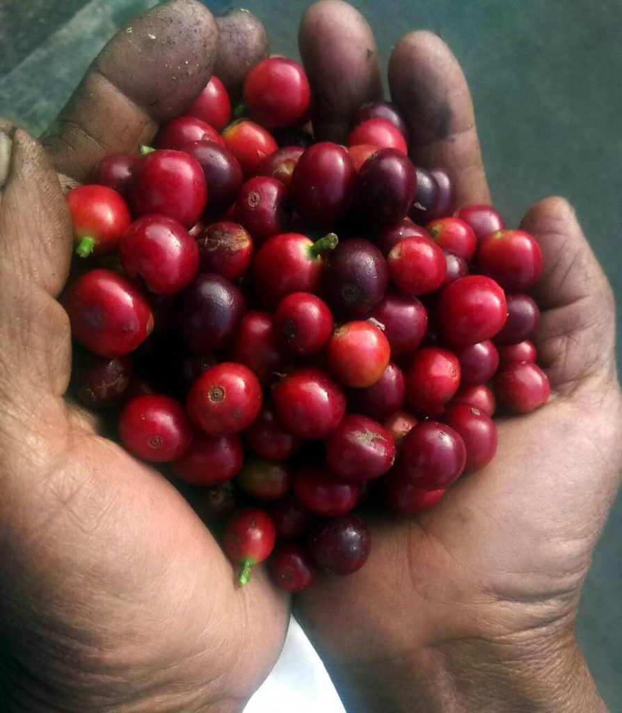 Tayronaca Organic - Colombia