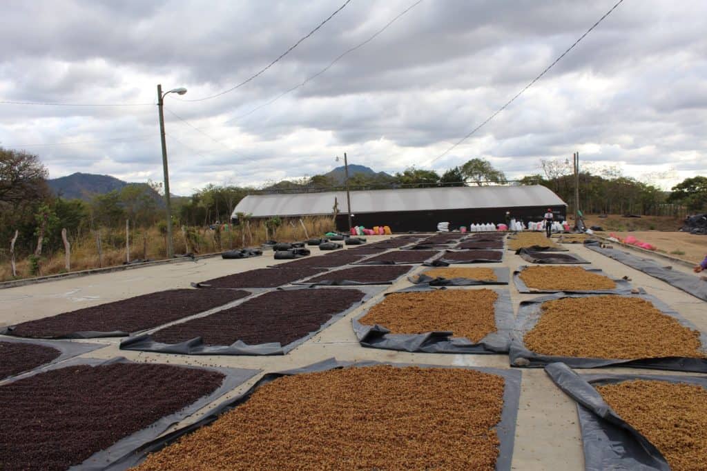 El Neto 2 Nicaraguan coffee