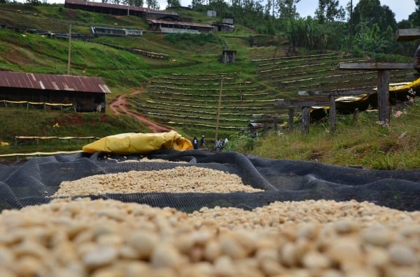 Kenya Thimu AA -- sweet notes of Blackcurrant, Tamarillo and Maple Syrup