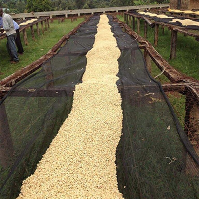 kenya thimu featured|Kenya coffee farmers|kenya thimu resized|kenya_baragu-bodhi_leaf_coffee_traders_800x