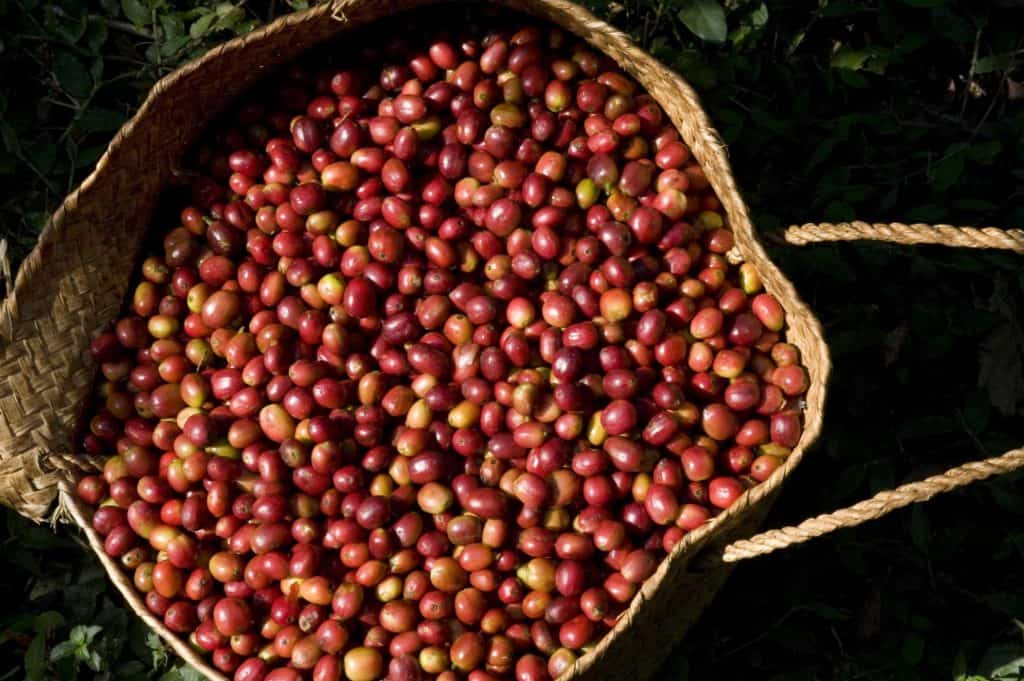 Colombian_coffee_cherry_beans-1-2|pexels-photo-1556665|coffee-cherry-with-bean|4b62568fbd68bd7de749154c57afc141|pexels-photo-1459339