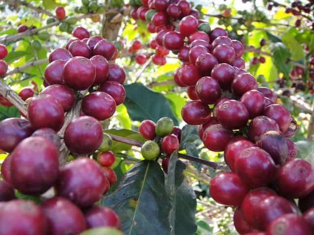 FAZENDA CONQUISTA, BRAZIL