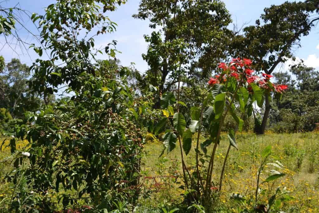 Biloya - Superb Ethiopian Coffee with Notes of Apricot Peach and Bergamot