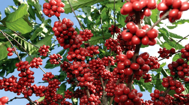 Kenya Rioki AA -- notes of Fig, Orange Blossom, and Butterscotch